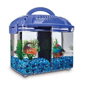 Best Betta Fish Tank